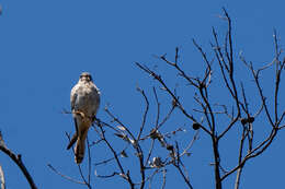 Image of Falco sparverius cinnamominus Swainson 1838