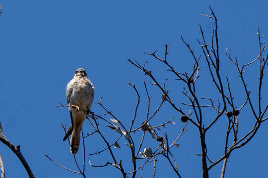 Image de Falco sparverius cinnamominus Swainson 1838