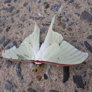 Image of Actias artemis (Bremer & Grey 1853)