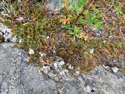 Image of Siberian spikemoss