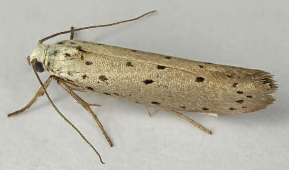 Image of Ermine moth