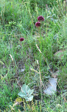 Image of Allium fuscoviolaceum Fomin