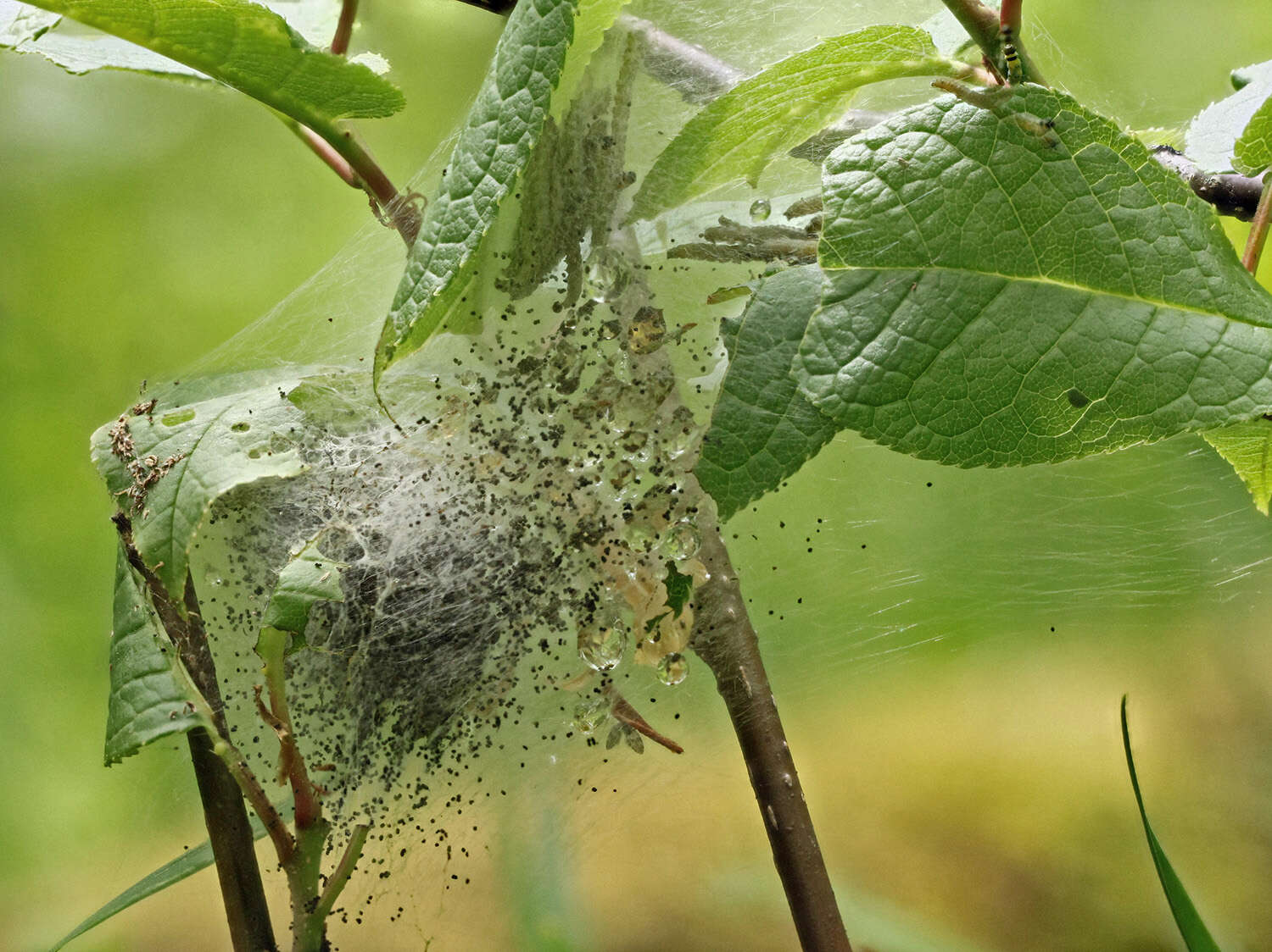 Imagem de Yponomeuta evonymella Linnaeus 1758