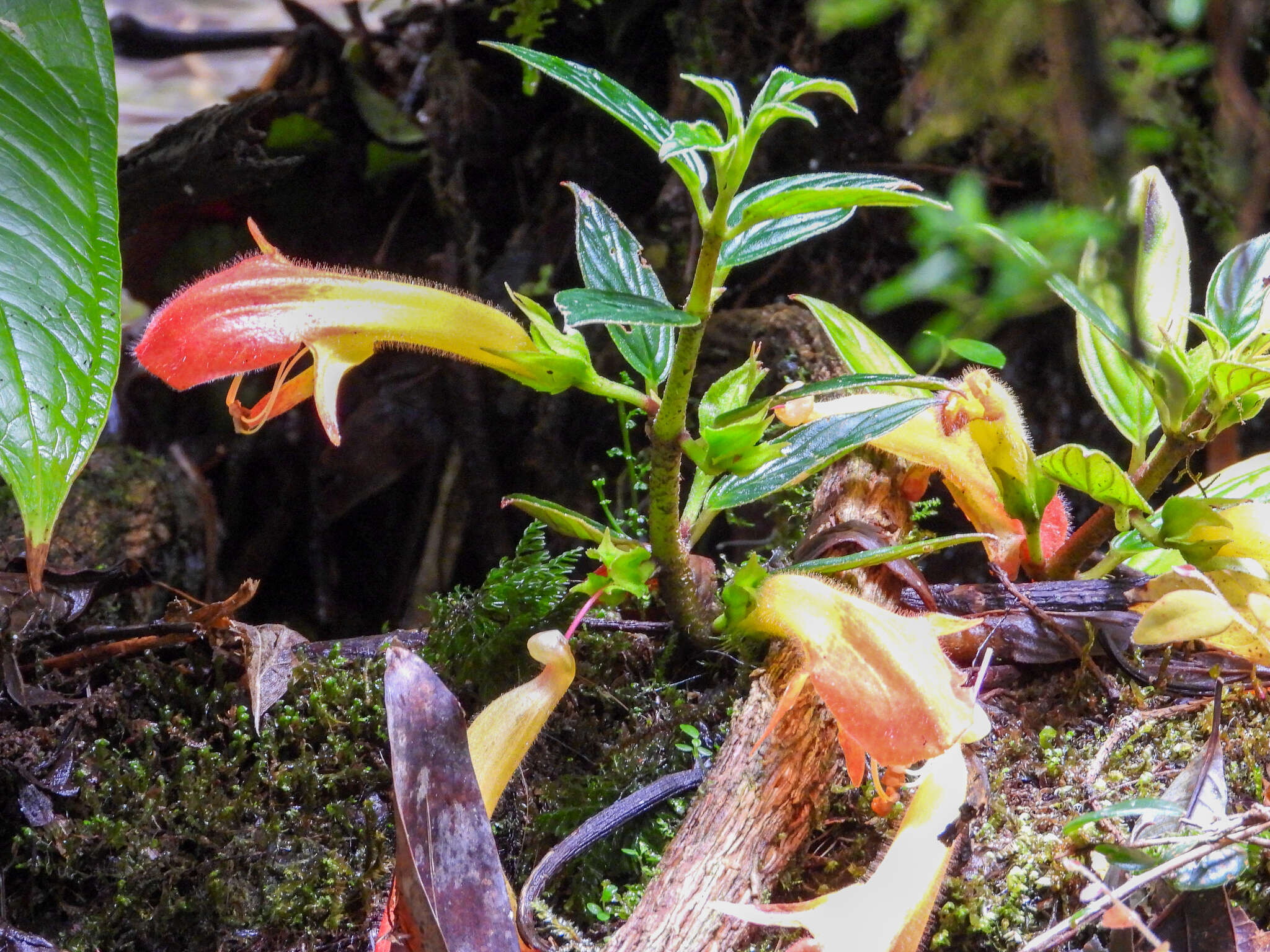 Image of Columnea magnifica Klotzsch ex Oerst.