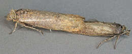 Image of Ochsenheimeria urella