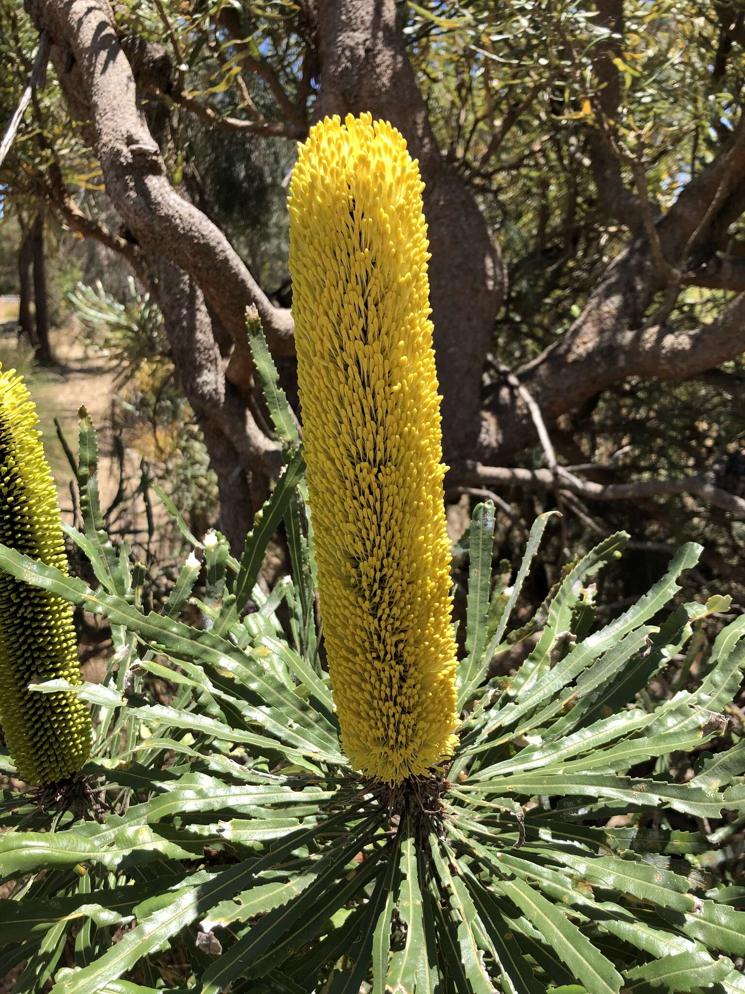 Plancia ëd Banksia attenuata R. Br.