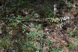 Image of Astragalus melilotoides Pall.