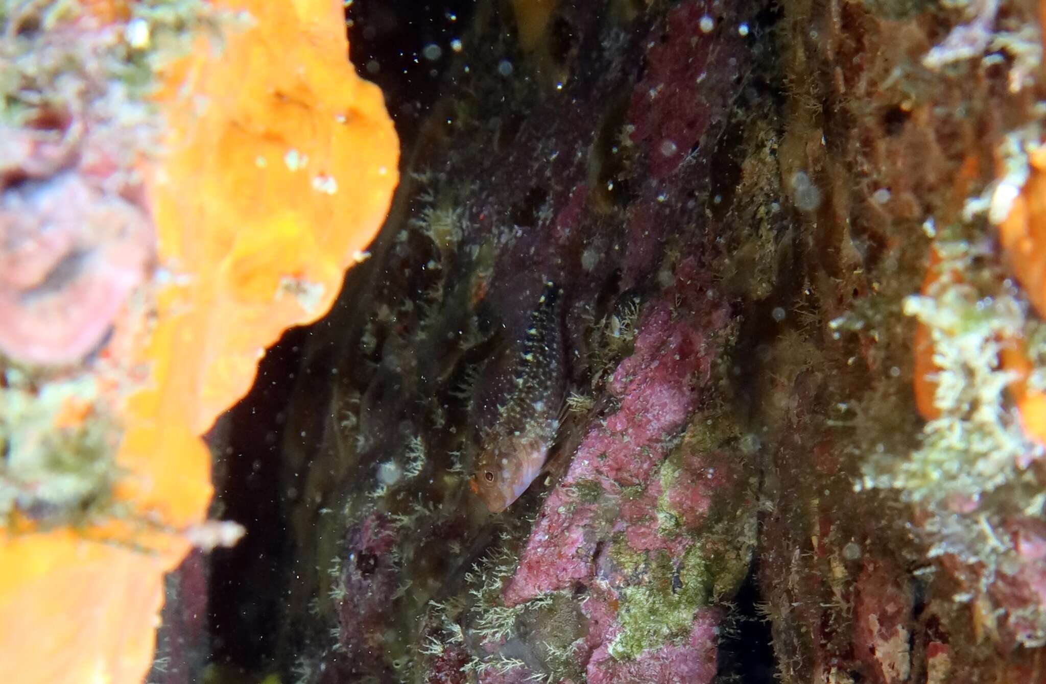 Image of Red Blenny