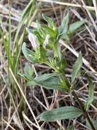 Imagem de Spigelia hedyotidea A. DC.