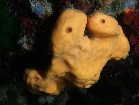 Image of Maltese sponge