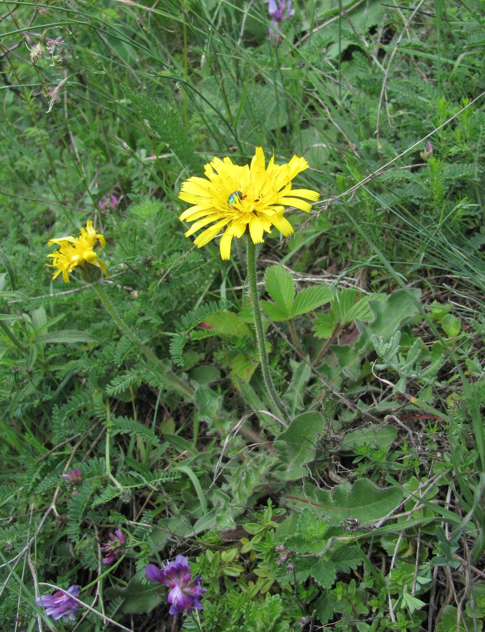 Image of Leontodon caucasicus (M. Bieb.) Fisch.