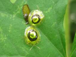 Image of Charidotella (Charidotella) purpurea (Linnaeus 1758)