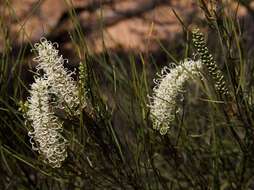 Image of Grevillea pterosperma F. Müll.