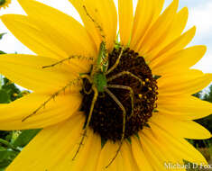 Imagem de Peucetia