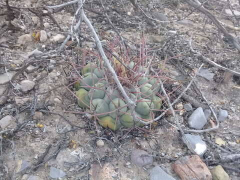 Image of Thelocactus hexaedrophorus (Lem.) Britton & Rose