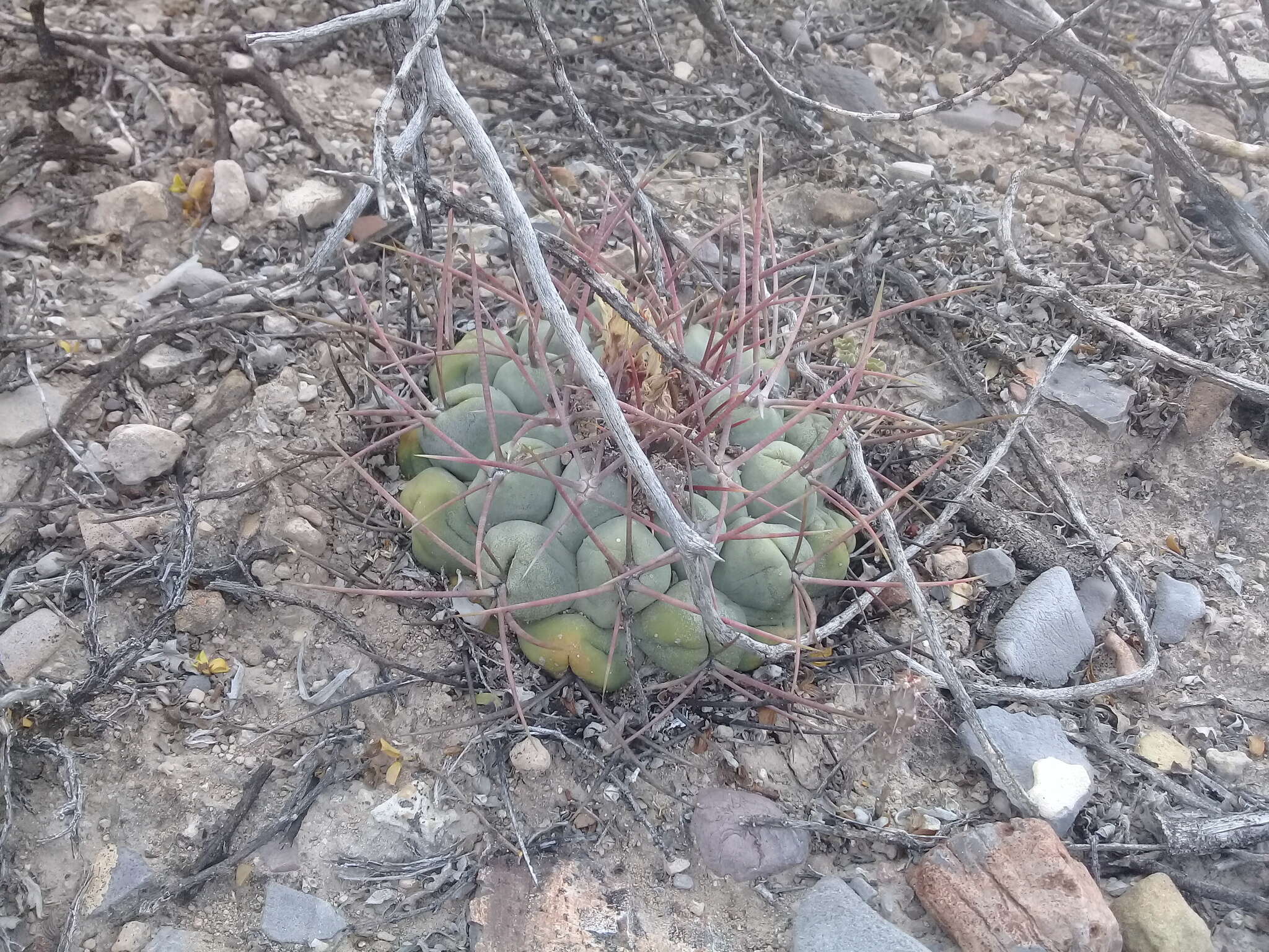 Image of Thelocactus hexaedrophorus (Lem.) Britton & Rose