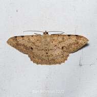 صورة Luxiaria tephrosaria Moore 1867