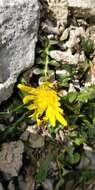 Crepis terglouensis (Hacq.) A. Kerner resmi