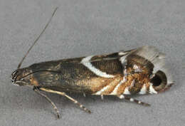 Image of Glyphipterix schoenicolella Boyd 1858