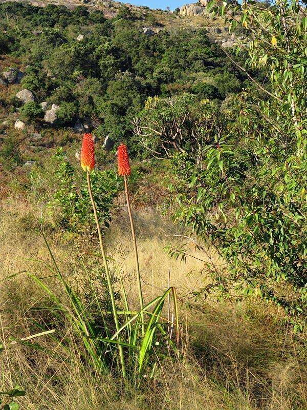 Image of Red hot poker