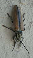 Image of Cabbage Palm Longhorn