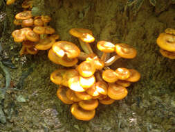 Image of Omphalotus illudens (Schwein.) Bresinsky & Besl 1979