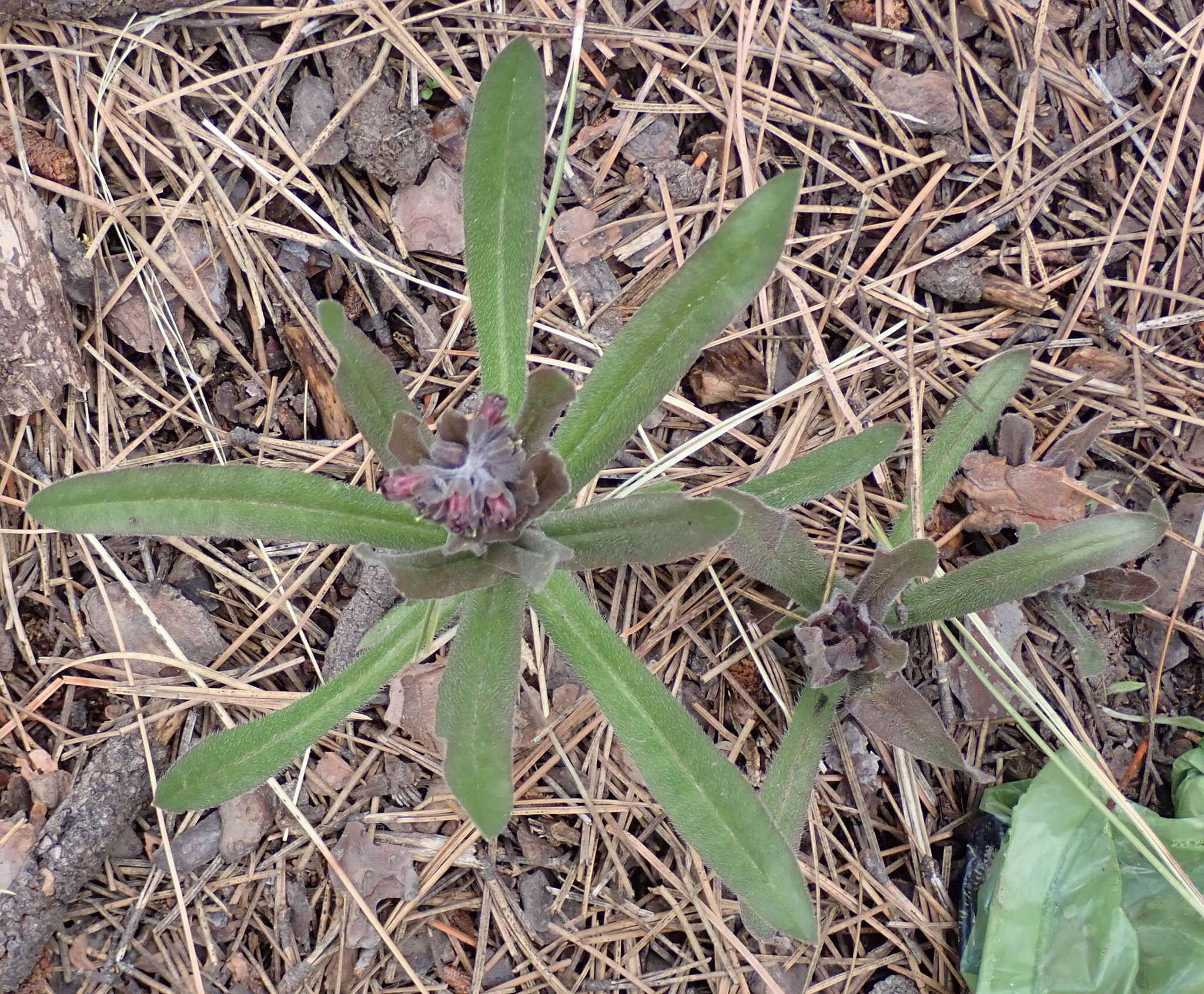 Plancia ëd Andersonglossum occidentale (A. Gray) J. I. Cohen