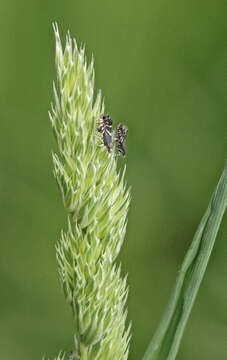 Image of Glyphipterix simpliciella Stephens 1834