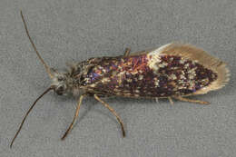 Image of Purplish Birch-miner Moth