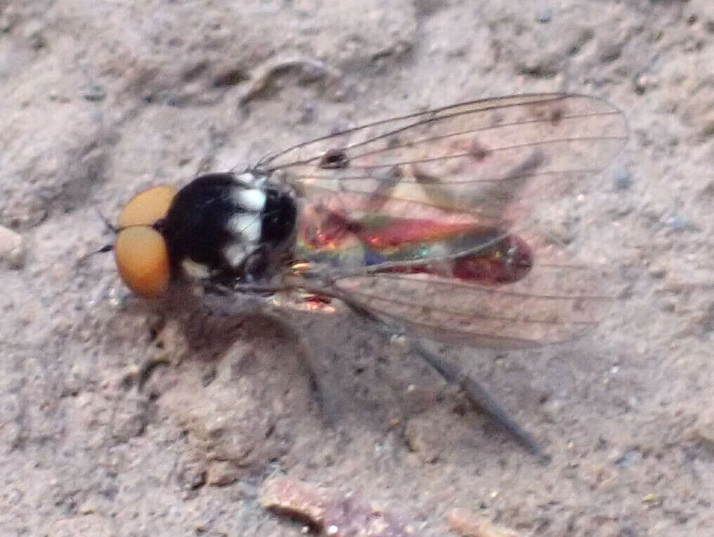 Image of Callomyia dives (Zetterstedt 1838)