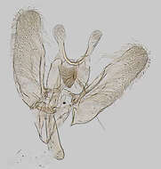 Image of Elachista biatomella Stainton 1848