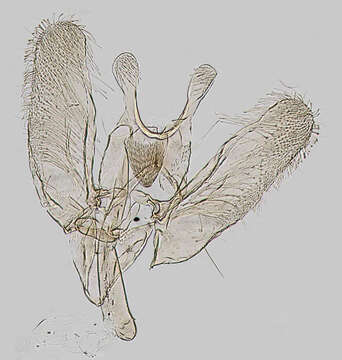 Imagem de Elachista biatomella Stainton 1848