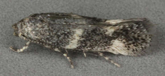 Image of Elachista subnigrella Douglas