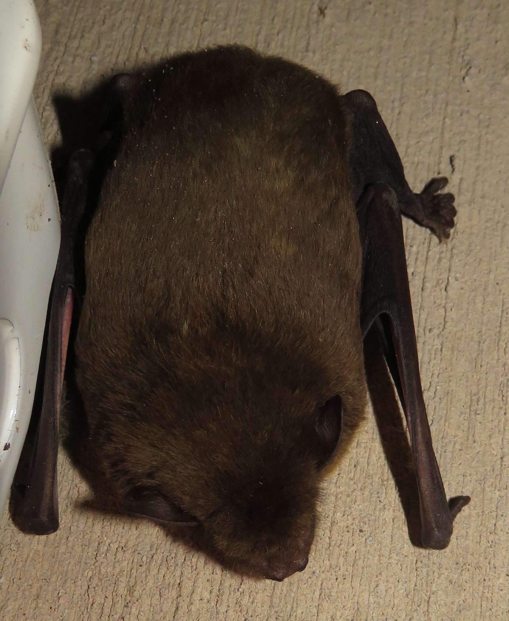 Image of African Yellow Bat