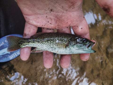 Image of Chattahoochee bass