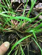 Image of Hitchcock's sedge