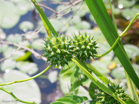 Image de Sparganium L.