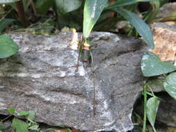 Image of Eupholidoptera tyrrhenica Allegrucci, Massa, Trasatti & Sbordoni 2014