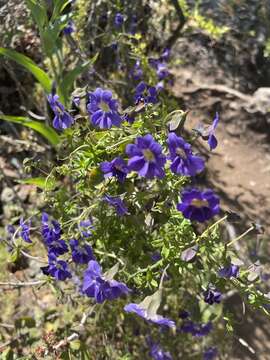 Image of Blue Nasturtium