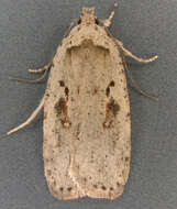 Image of Agonopterix ocellana Fabricius 1775