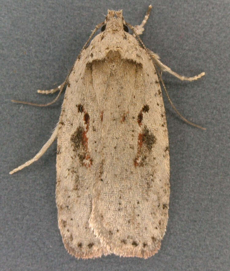 Image of Agonopterix ocellana Fabricius 1775