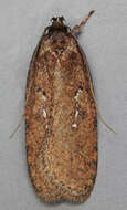 Image of large carrot flat-body