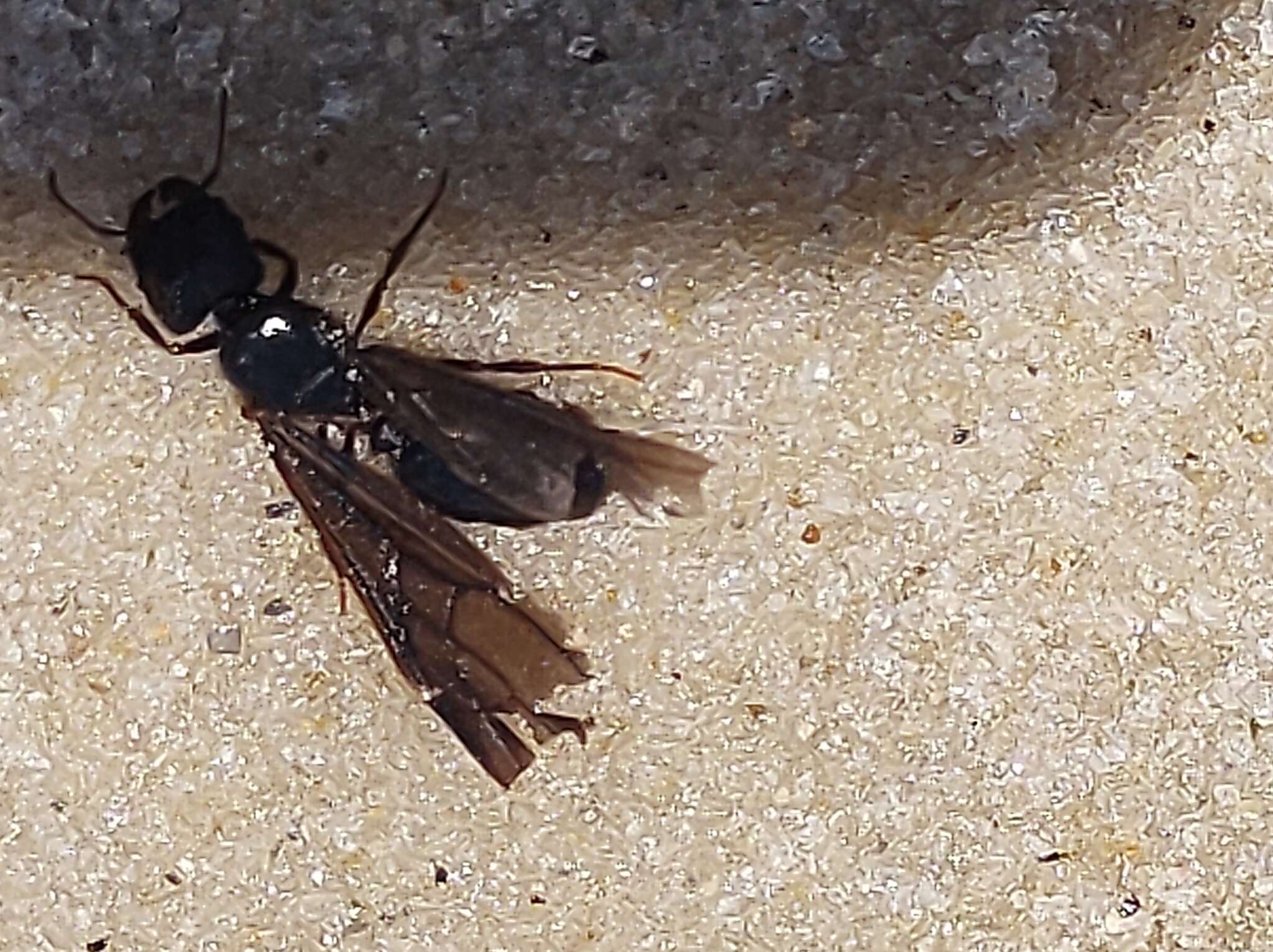 Image of Pheidole fimbriata Roger 1863