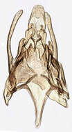 Image of Scrobipalpa costella Westwood 1851