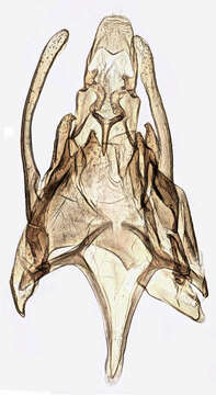 Image of Scrobipalpa costella Westwood 1851