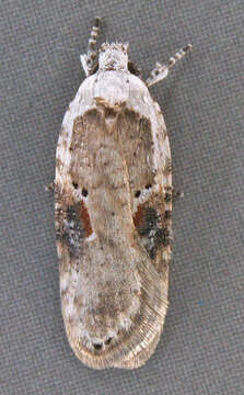 Image of Poison Hemlock Moth