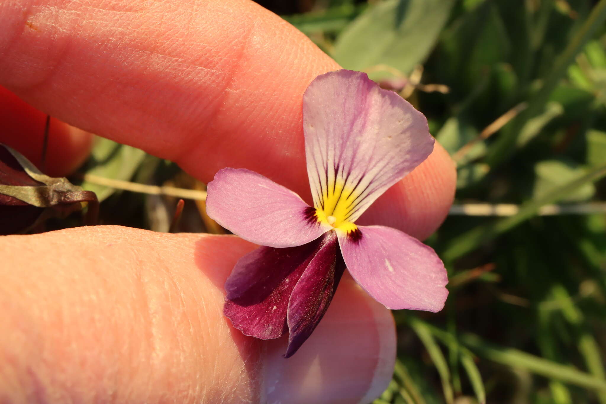 Image of Rainier Violet