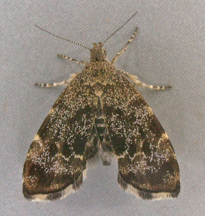 Image of Anthophila