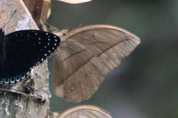 Image of Yellow Dryad