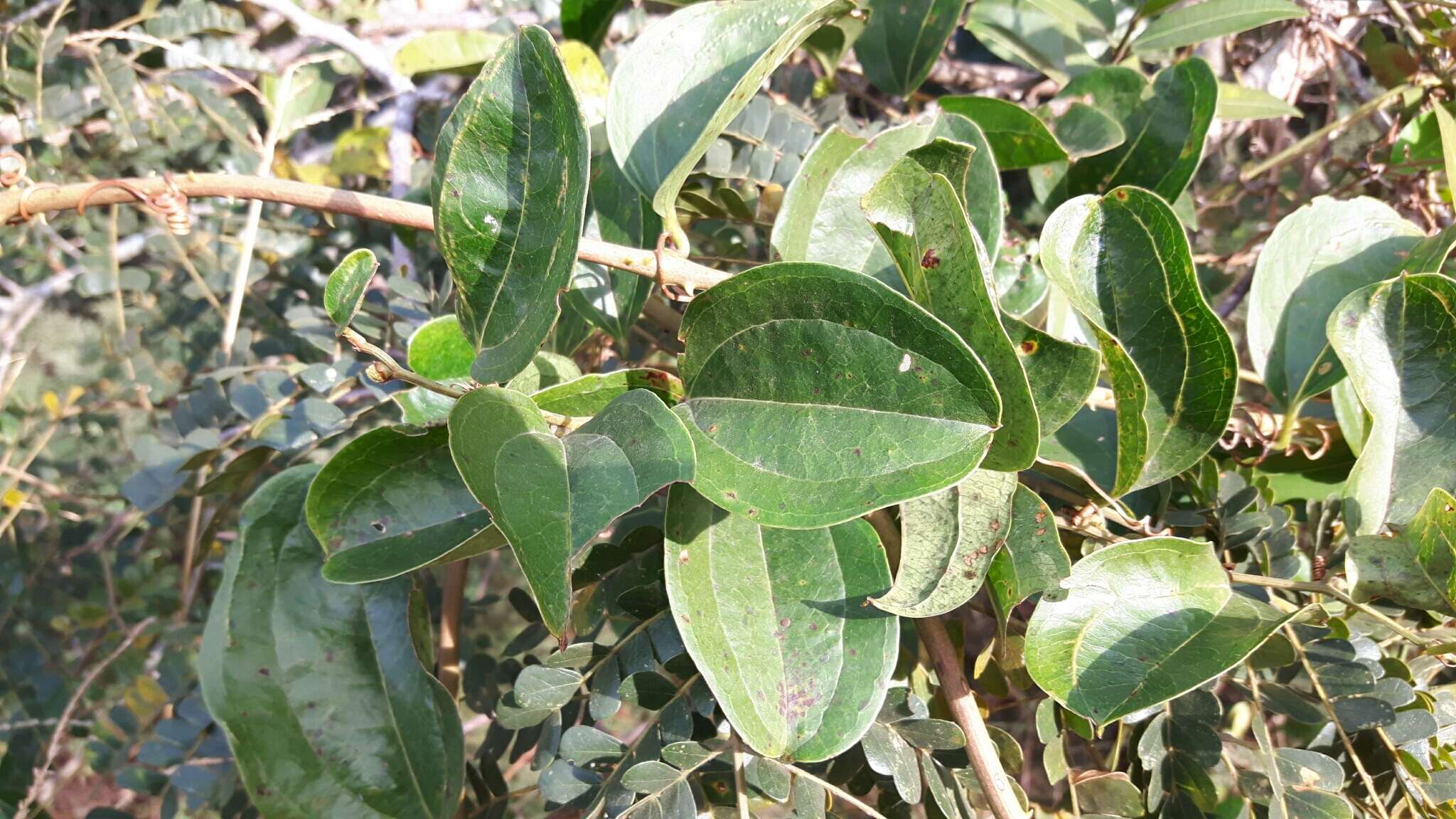 Smilax anceps Willd. resmi